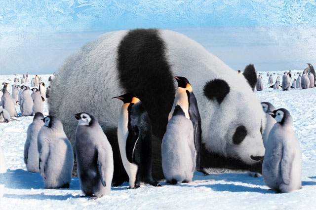 pandas penguins